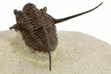 Long-Spined Cyphaspis Trilobite - Foum Zguid, Morocco #311681-2